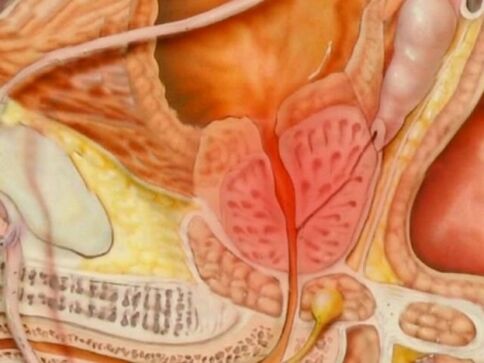 Type of healthy prostate of a person